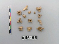 藏品(獸骨)的圖片